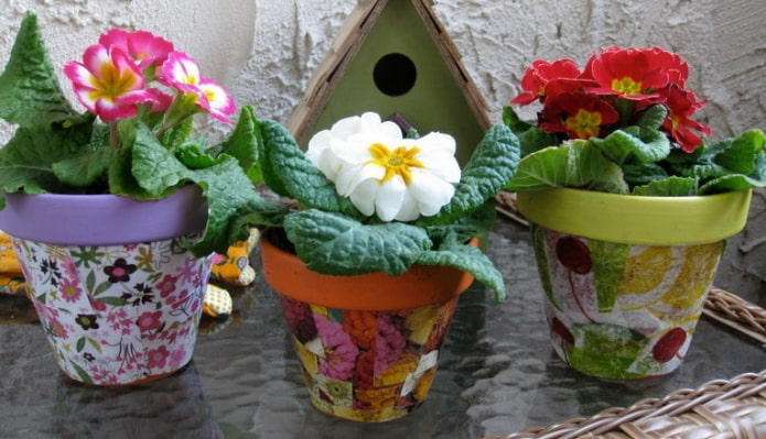 flowers in pots