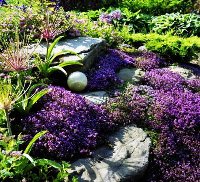 creeping plants for rock gardens