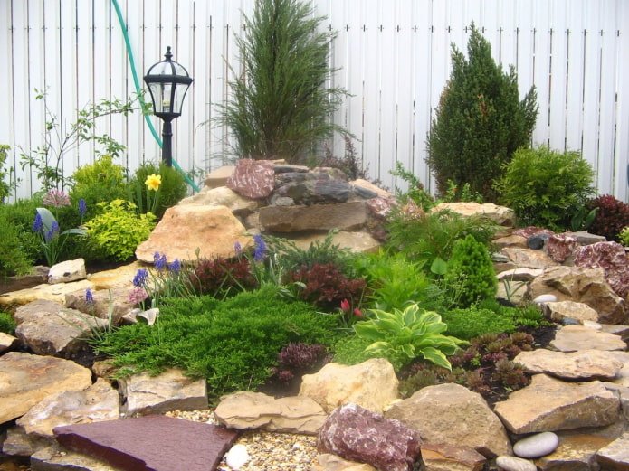 alpine garden by the fence