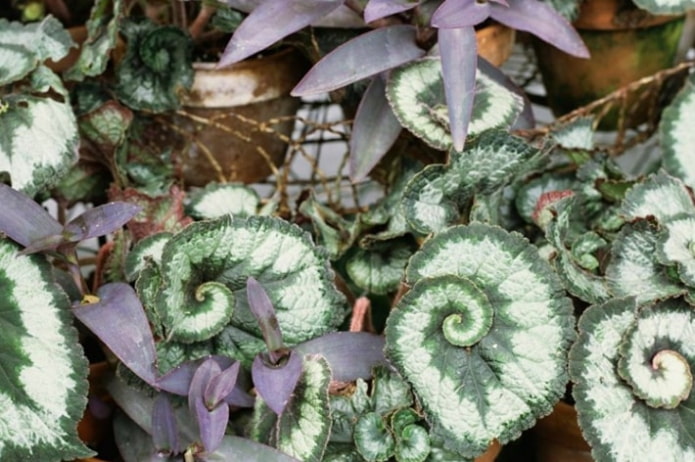 Begonia