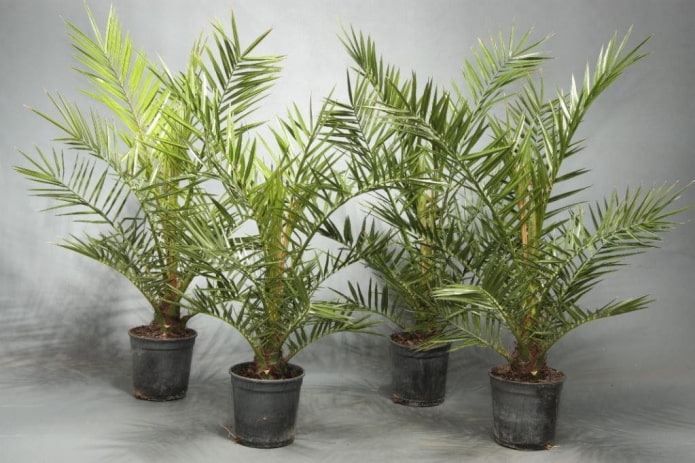 Young date palms