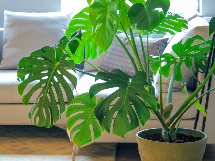Monstera in a pot
