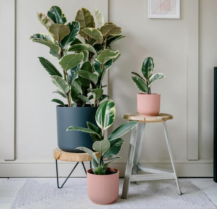 Large-leaved ficus in the interior