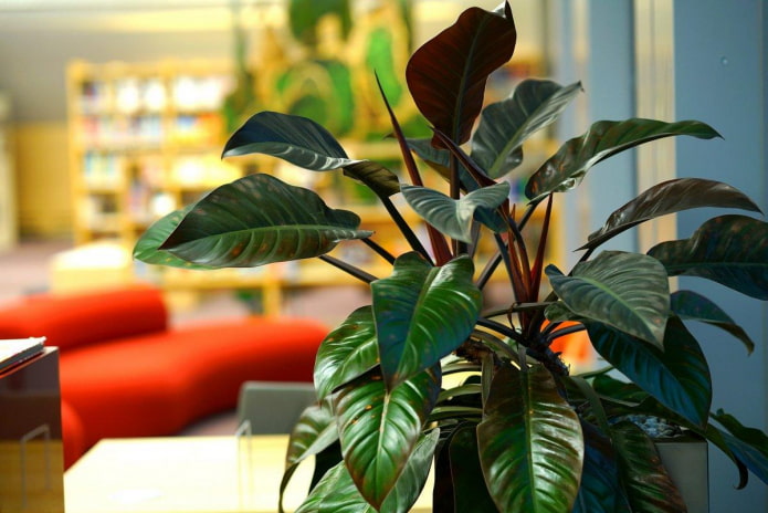 Large-leaved ornamental plant