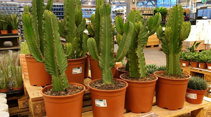 Potted Euphorbia in a Plant Nursery