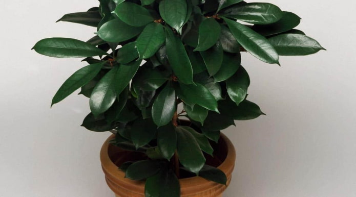 Rich green leaves of the Ficus cyatistipula plant