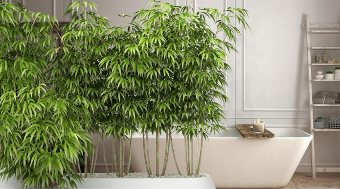 Potted bamboo growing in the bathroom