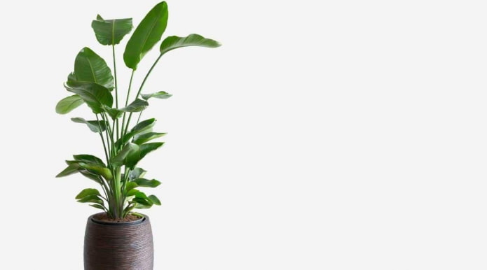 Tall Strelitzia Plant in a Pot