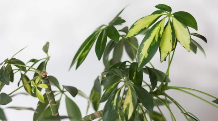 Bicolor tree-like schefflera