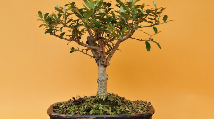 European olive tree