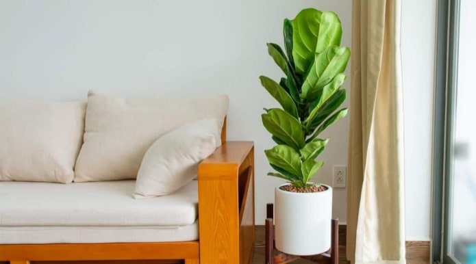 Ficus lyrata in a white pot