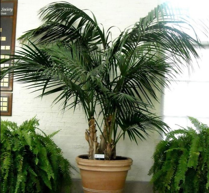 potted palm trees