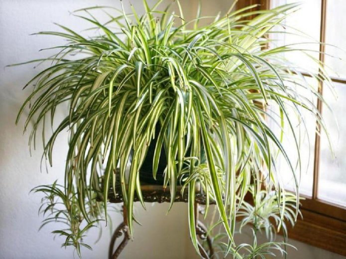 Chlorophytum in the interior