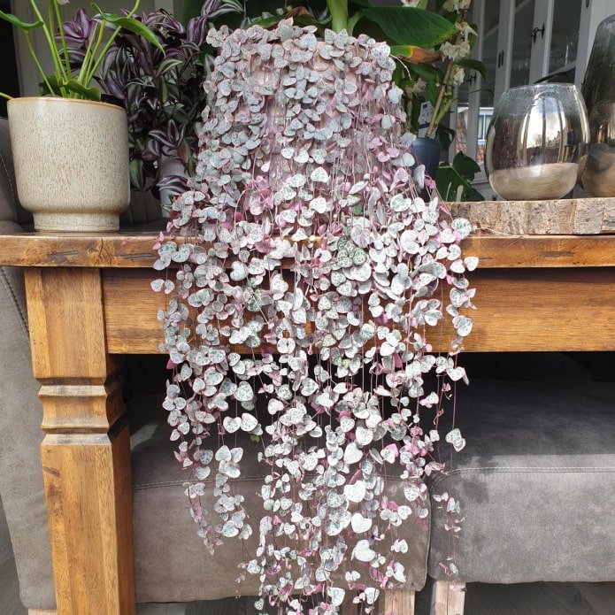 Adult plant of Ceropegia woodii