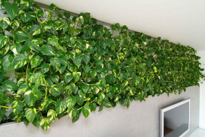 Green wall of climbing scindapsus