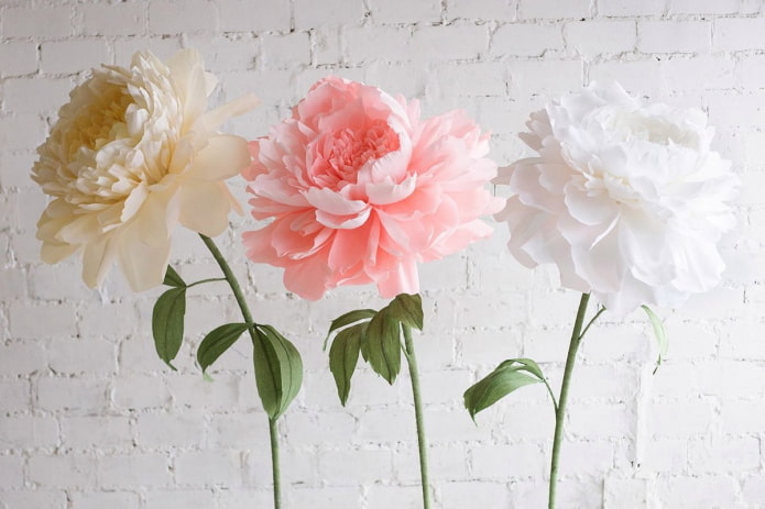 Large peonies