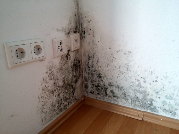 Mold in the corner