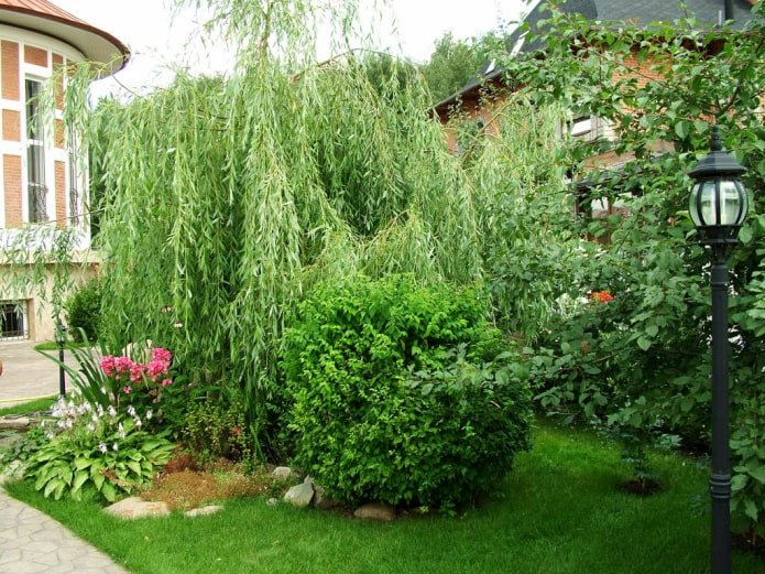 White willow