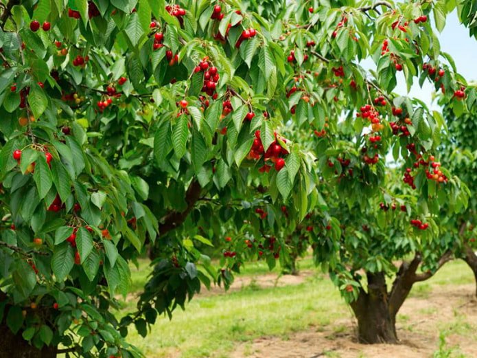 Cherry
