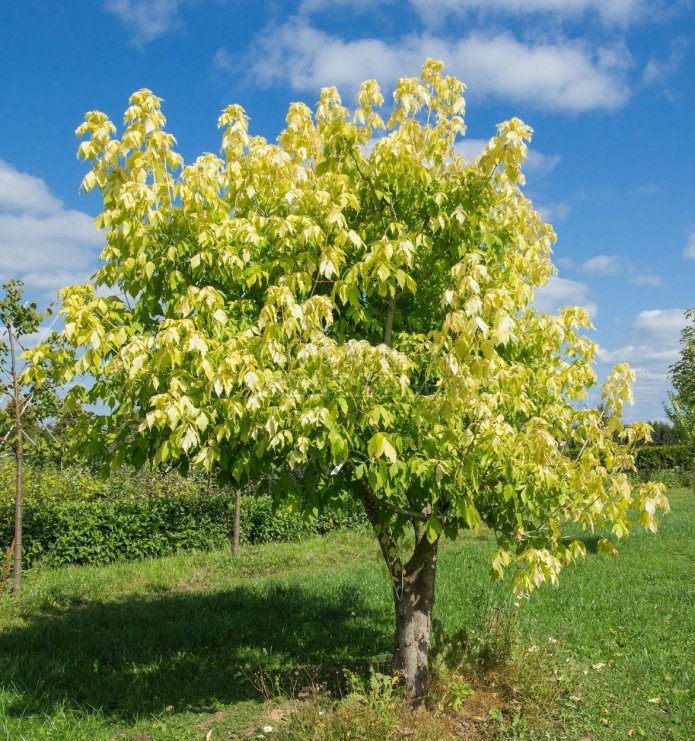 ash-leaved maple
