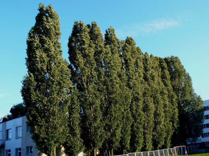 Columnar poplar