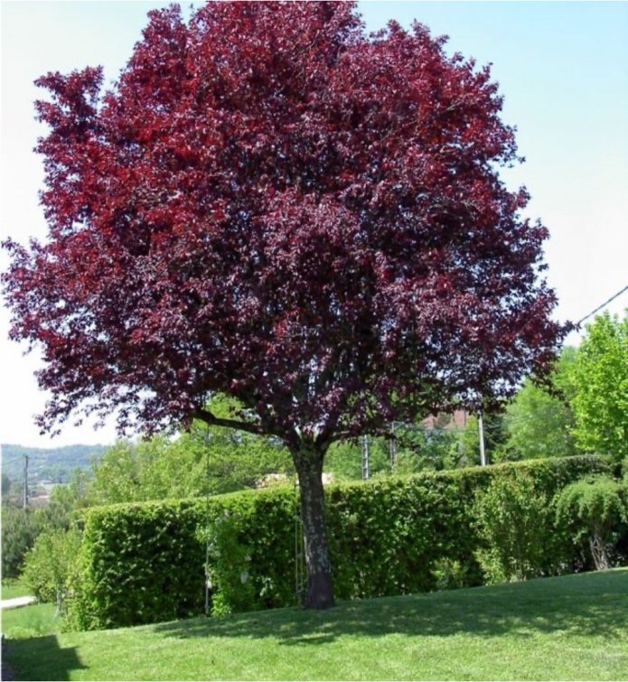 Bird cherry red-leaved