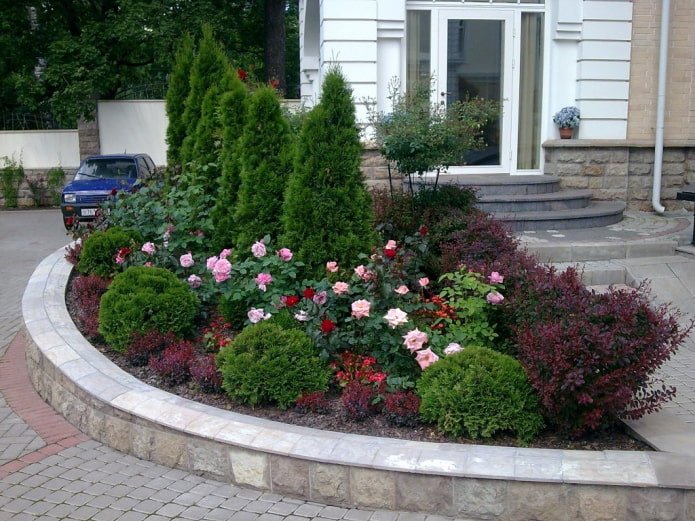 roses with conifers