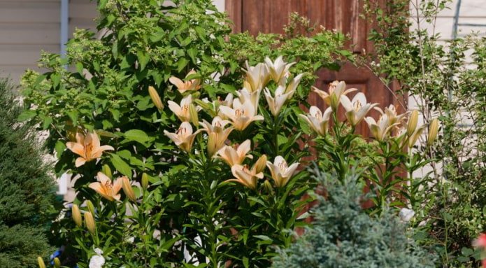 lily and juniper