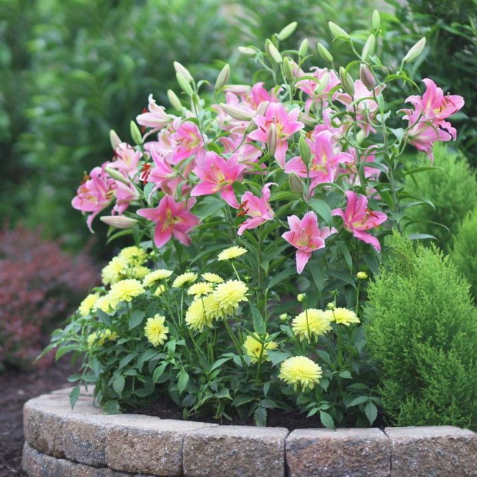 composition with lilies