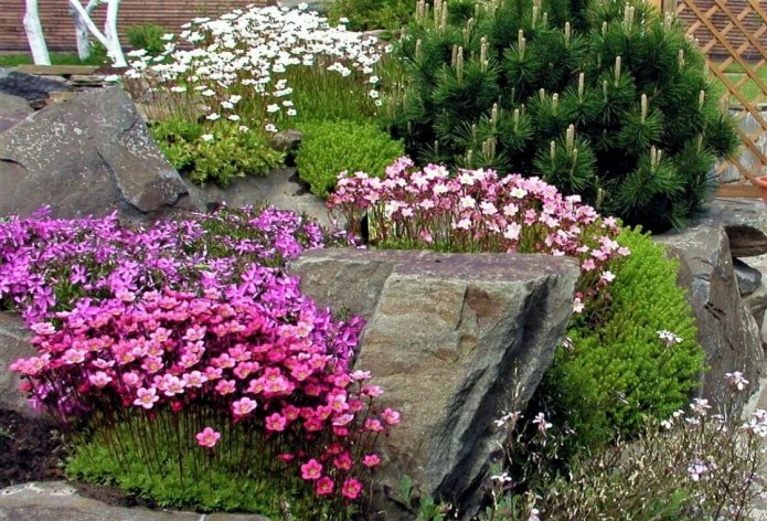 rock garden with saxifrage