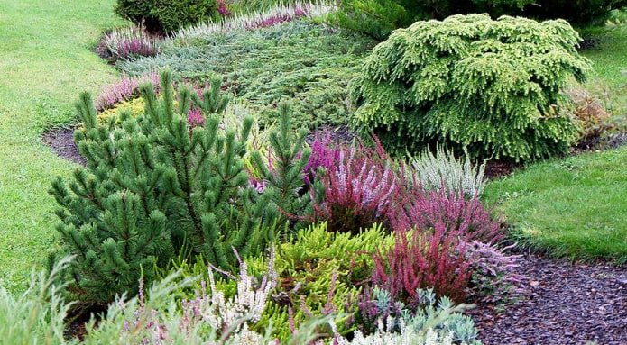heather plantings