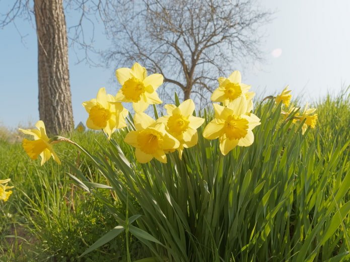 Daffodils