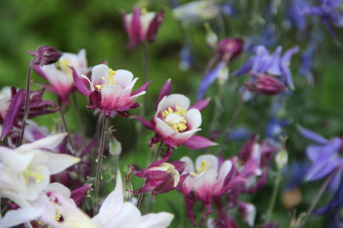 Columbine