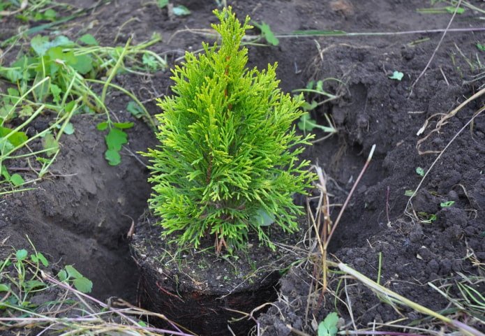 Planting thuja in the fall
