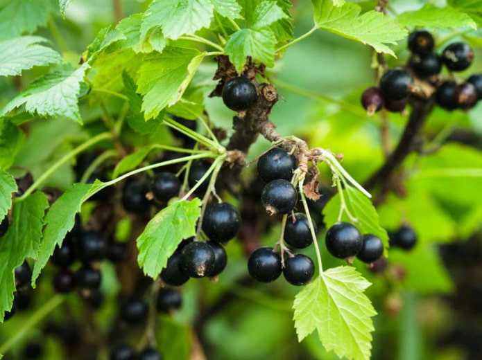 Black currant