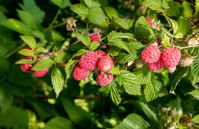 Raspberry