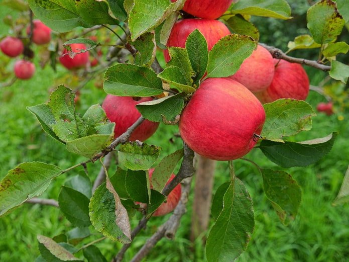 Apple tree