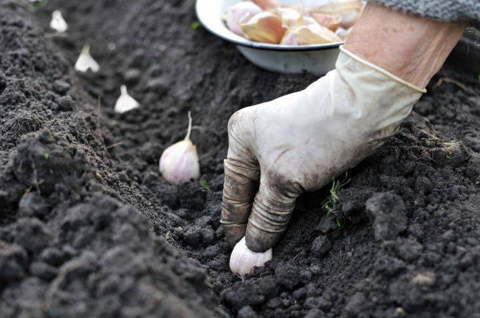 Planting garlic