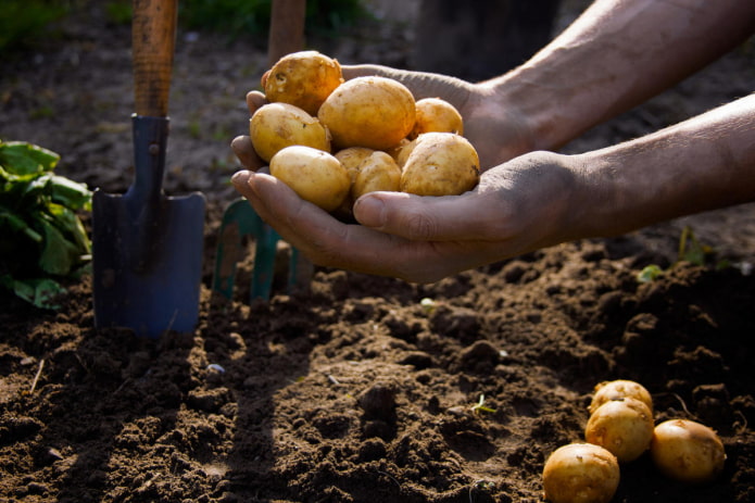 Early potatoes