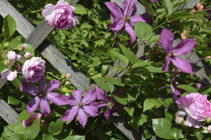Clematis and Rose