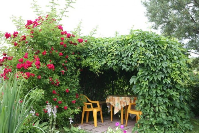 Rose and grapes