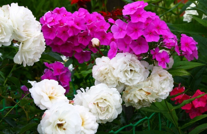 Phlox with roses