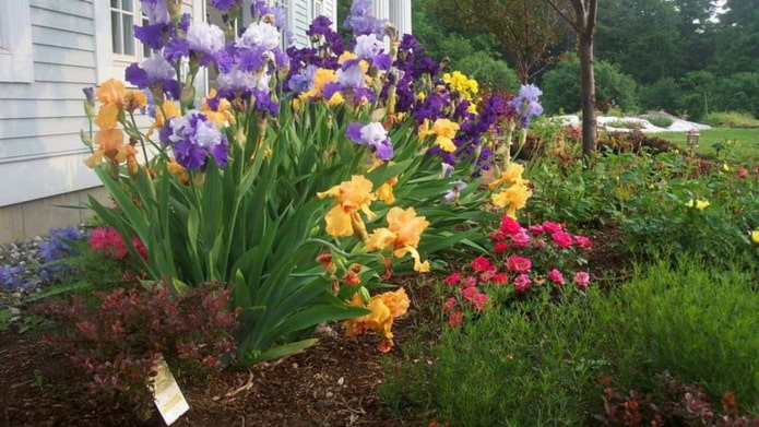 Flowerbed with irises
