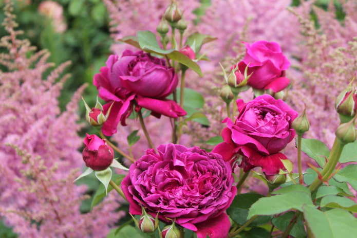Rose against the background of astilbe