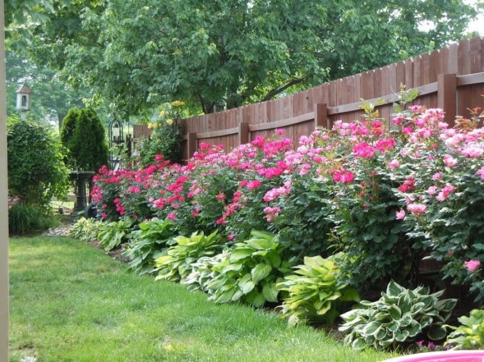 Rose and hosta