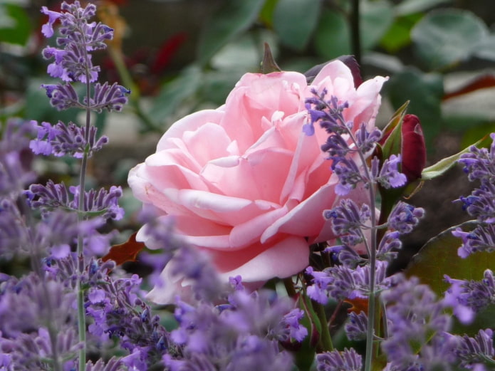 Rose and lavender
