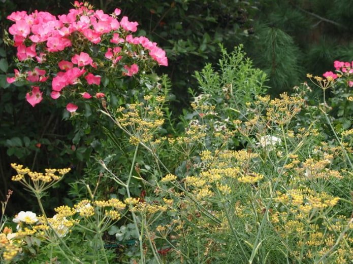 Fennel in a flowerbed