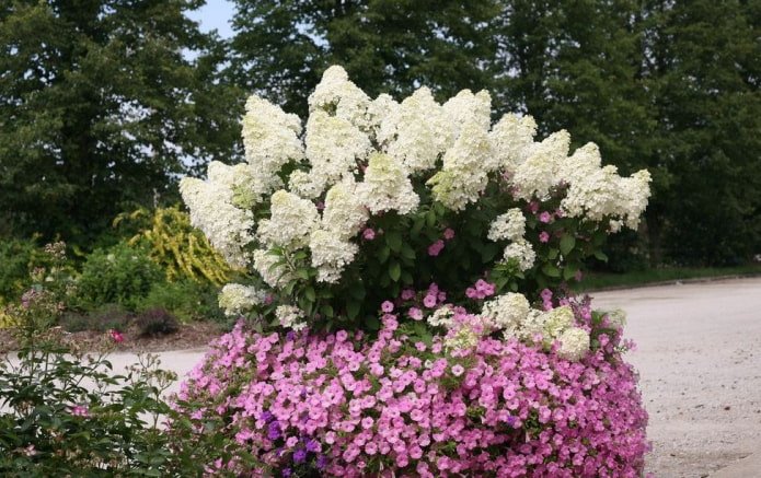 Hydrangea with petunias