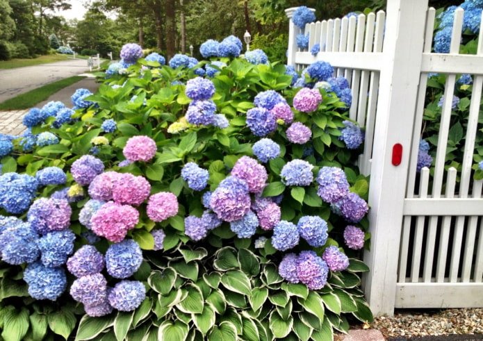 Hosta and hydrangea