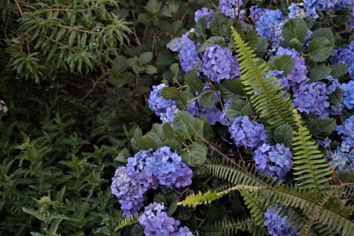 Hydrangea with a fern